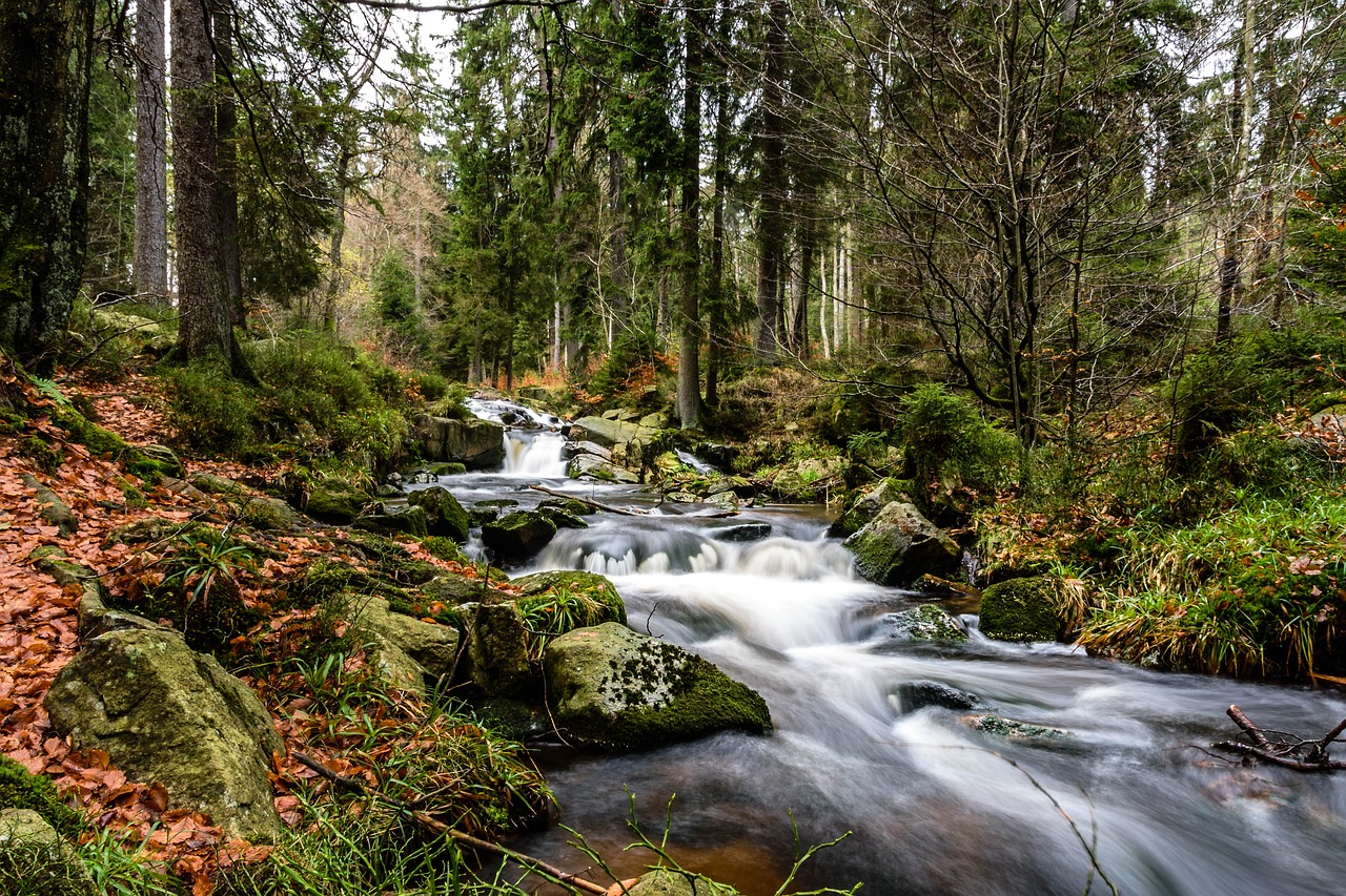 Harzer Waldbach im Herbst