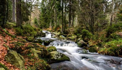 Harzer Waldbach im Herbst